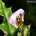 Acanthus ilicifolius (Spiny Holly Mangrove) ミズヒイラギ<br />Canon EOS KDX (400D) + EFS60 F2.8 + SPEEDLITE 380EX